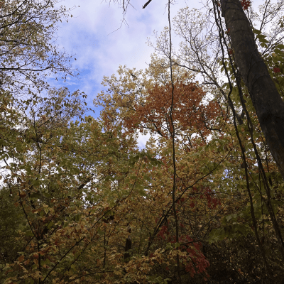 Governor Bebb MetroPark