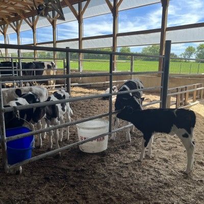 The Mullen Dairy & Creamery Cows