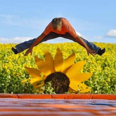 Sunflower Field, Jackson Family Farm Ohio