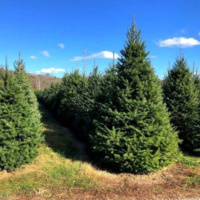 John T Nieman Nursery Christmas Trees