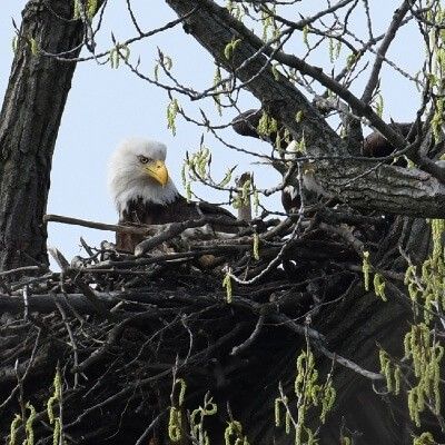 Nesting