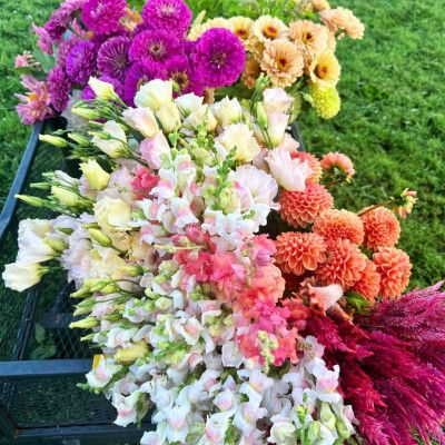 U-pick Bouquets, Knebel's Flower Farm