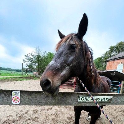 Lady at Nation Road Horse Farm, Oxford Ohio