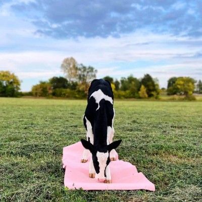 Calf Yoga, Mullen Dairy & Creamery