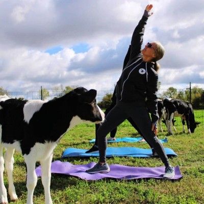Calf Yoga, Mullen Dairy & Creamery