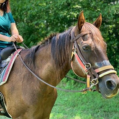 Nation Road Horse