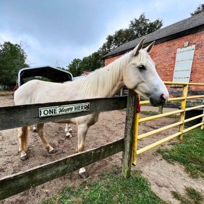Nick at Nation Road Horse Farm, Oxford Ohio