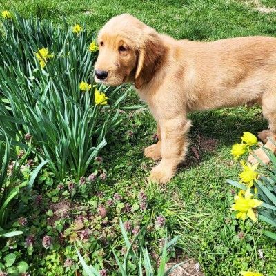 Puppy Max, Niederman Family Farm
