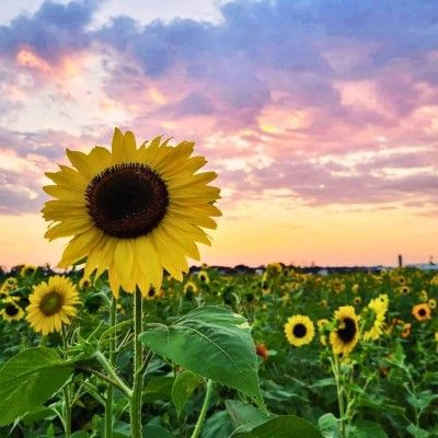 Sunflower Field, Niederman Family Farm Ohio