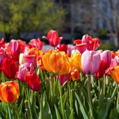 Oxford Spring Tulips