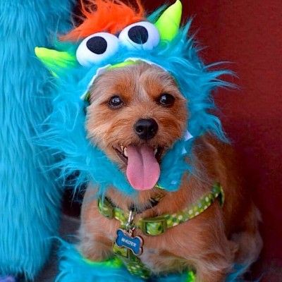 Dog Halloween Costume