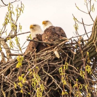 Bald Eagle Couple, Ralph & Alice