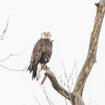 Bald Eagle, Ohio