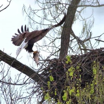 Bald Eagles Nest