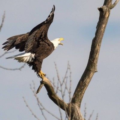Bald Eagle, Butler County Ohio