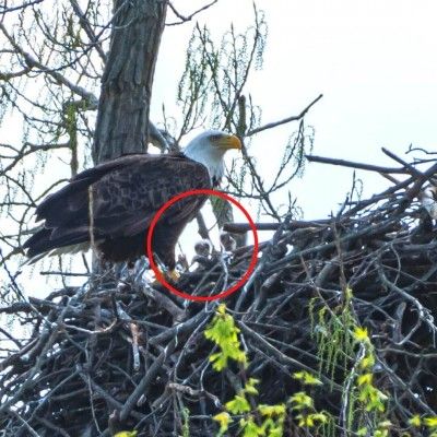 Baby Eaglets in Nest