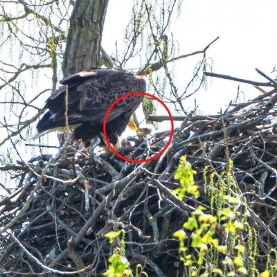 Baby Bald Eagles