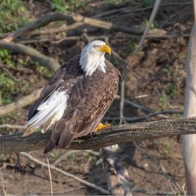Bald Eagle, Ralph