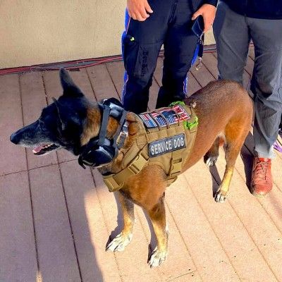 Ria the Service Dog