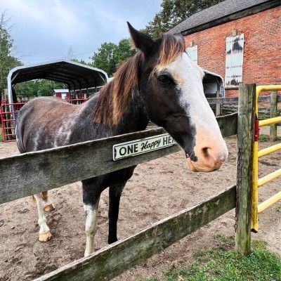 Romeo at Nation Road Horse Farm, Oxford Ohio