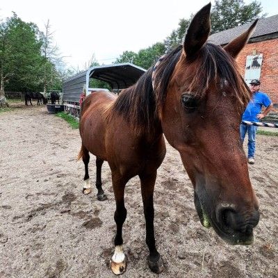 Sam at Nation Road Horse Farm, Oxford Ohio