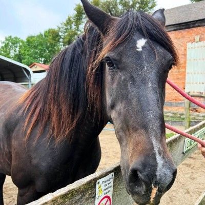 Sky King at Nation Road Horse Farm, Oxford Ohio
