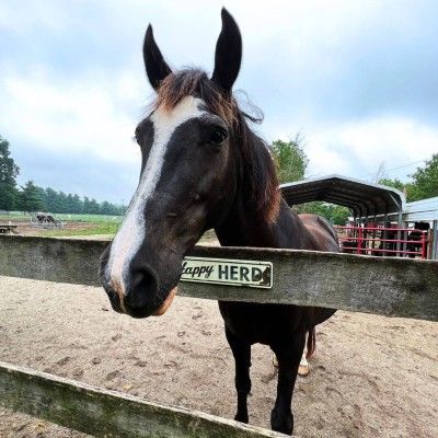 Summer Joy at Nation Road Horse Farm, Oxford Ohio