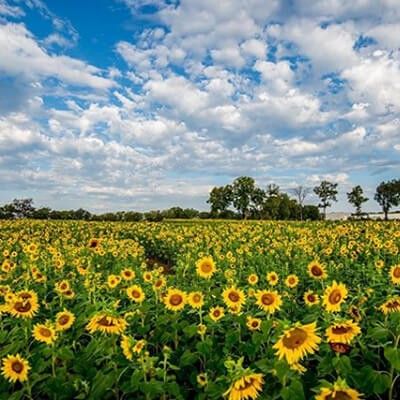 Burwinkel Sunflower Fields