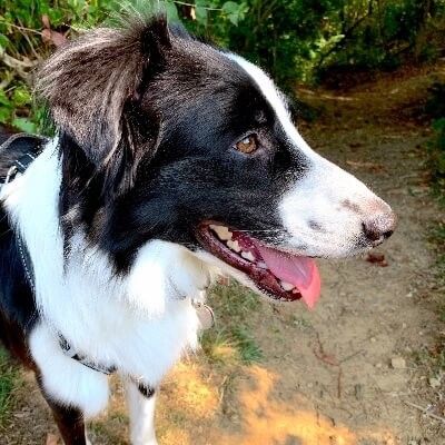 Theo, Australian Shepherd Dog