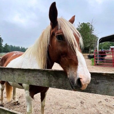 Ty at Nation Road Horse Farm, Oxford Ohio