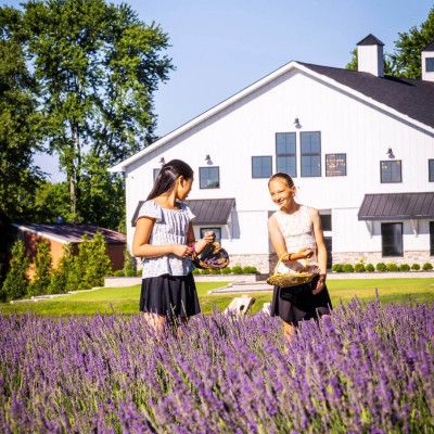 White Barn & Blooms U-pick Lavender Farm