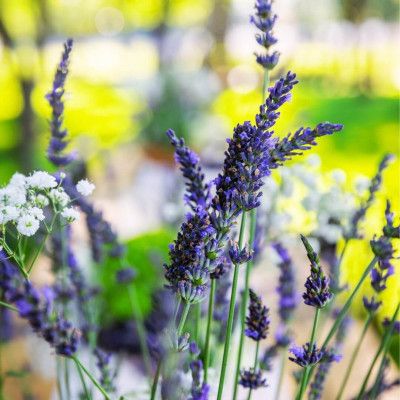White Barn & Blooms Lavender