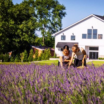 White Barn & Blooms Lavender Fields