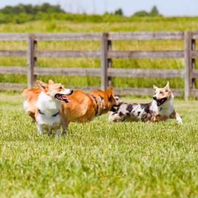Dog-Friendly Activities, Wiggly Field Park Ohio