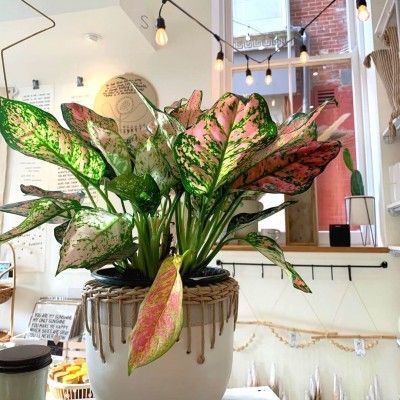 Wildfire Hygge Goods, Hamilton Ohio