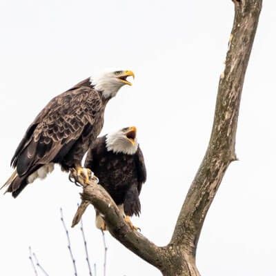 Eagles on Tree Branch