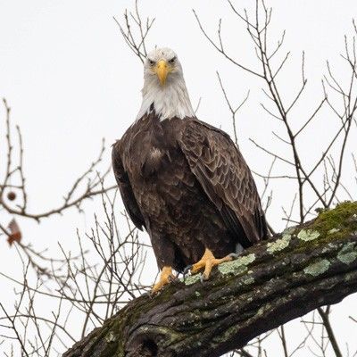Eagle portrait