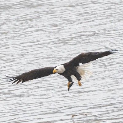 Eagle near water