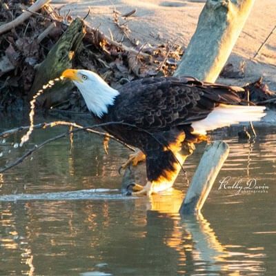 Bald Eagle in water