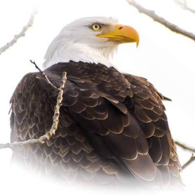 Bald Eagle Portrait