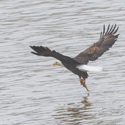 Eagle over water