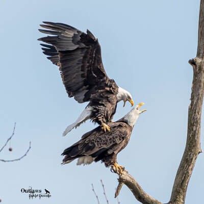 Bald Eagles in the air