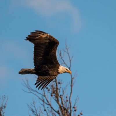 Bald Eagle flying