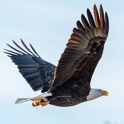 Bald Eagles, Great Miami River