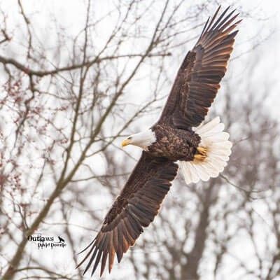 Bald Eagle Wingspan