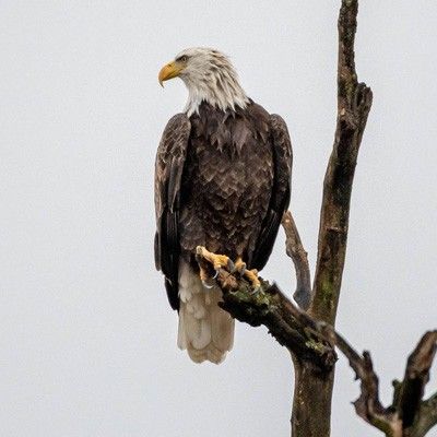 Eagle on branch