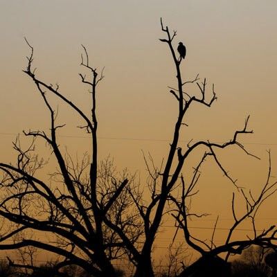 Bald Eagle in tree during sunset
