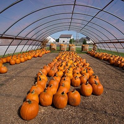 Pumpkins Barn-N-Bunk Farm Market Pumpkins