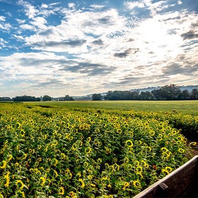 Burwinkel Farms Sunflower Field