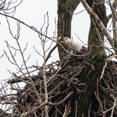 Eagle in nest